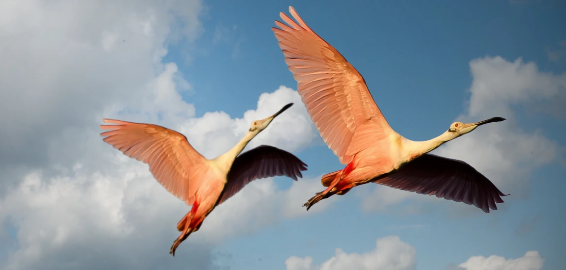 Birdwatching & Boardwalks: Nature Walks Around the Halifax River
