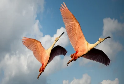 Birdwatching & Boardwalks: Nature Walks Around the Halifax River