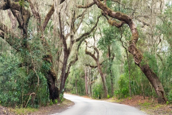 Old Spirits and Ancient Trees: A Ghostly Afternoon at Bulow Creek