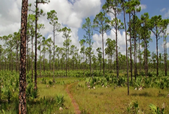 Sweetheart Trail: Ride Through the Heart of Daytona Beach