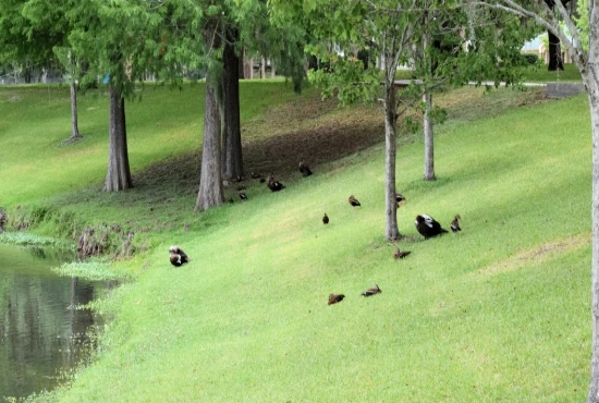 Tuscawilla Park