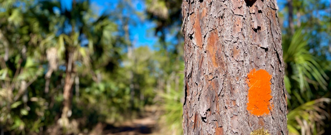 Hiking Tiger Bay State Forest: Explore Daytona’s Wild Side