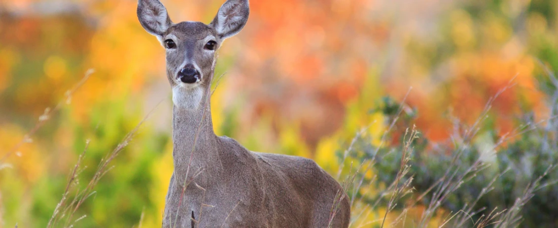 Hiking Tiger Bay State Forest: Explore Daytona’s Wild Side