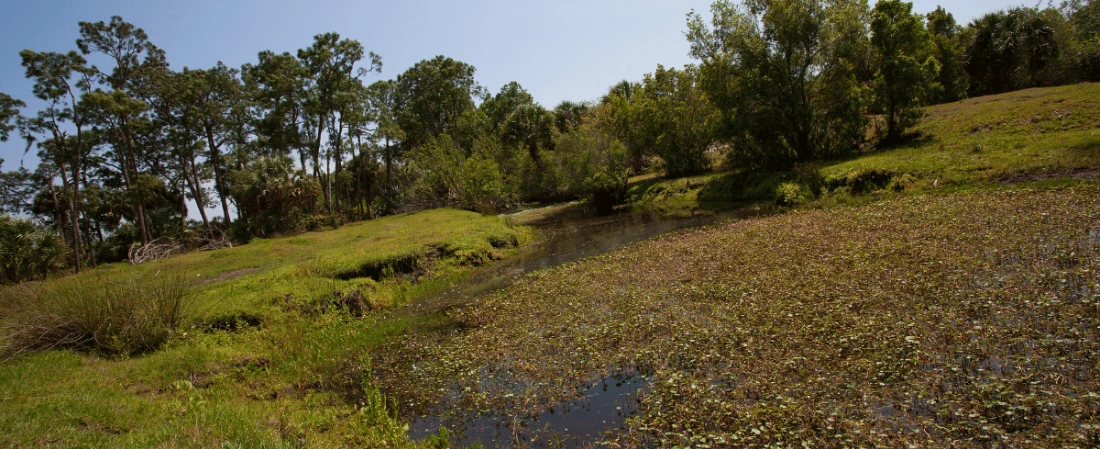 A Day at Cracker Creek: Kayaking Through Daytona’s Untouched Wilderness