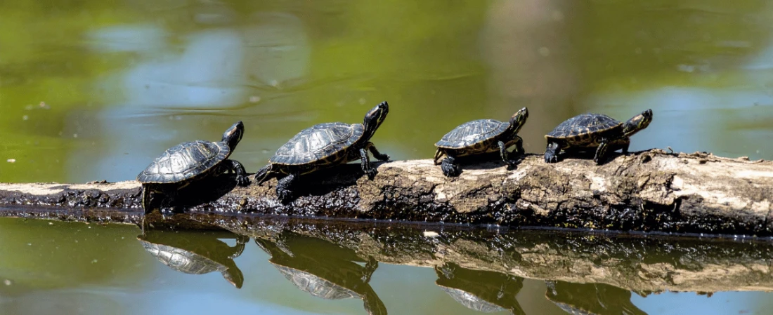 A Day at Cracker Creek: Kayaking Through Daytona’s Untouched Wilderness