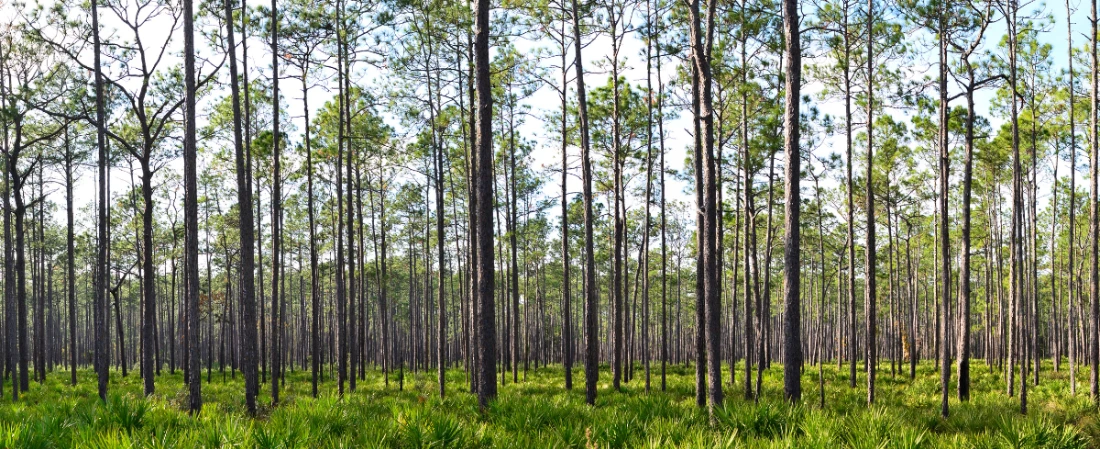 Nature Trails at Tomoka State Park: Wild Florida, Just Outside Daytona