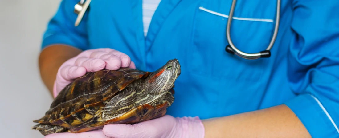 Daytona’s Marine Rescue Secret: Inside the Turtle Rehab & Touch Pools