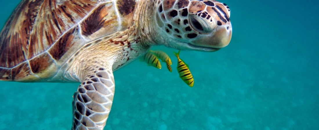 Daytona’s Marine Rescue Secret: Inside the Turtle Rehab & Touch Pools