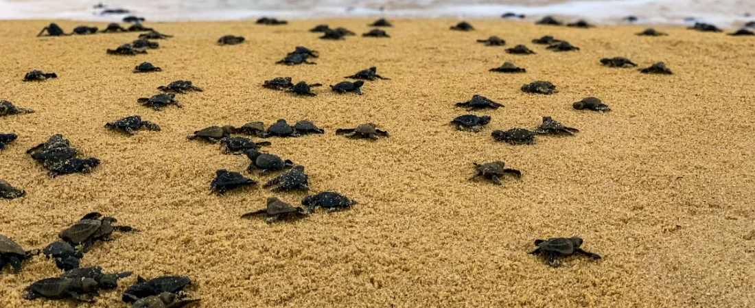 Daytona’s Marine Rescue Secret: Inside the Turtle Rehab & Touch Pools