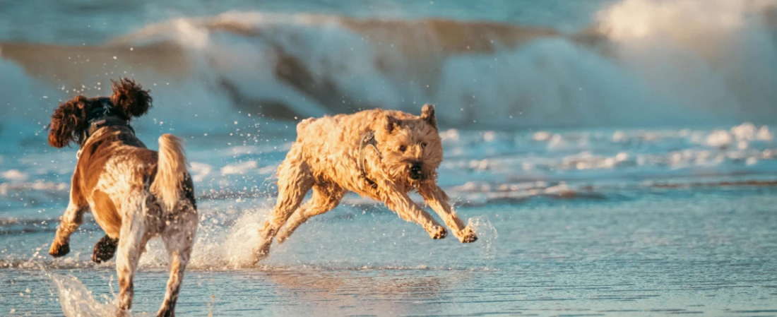 Coastal Escapes from Daytona: Day Trip to Flagler Beach