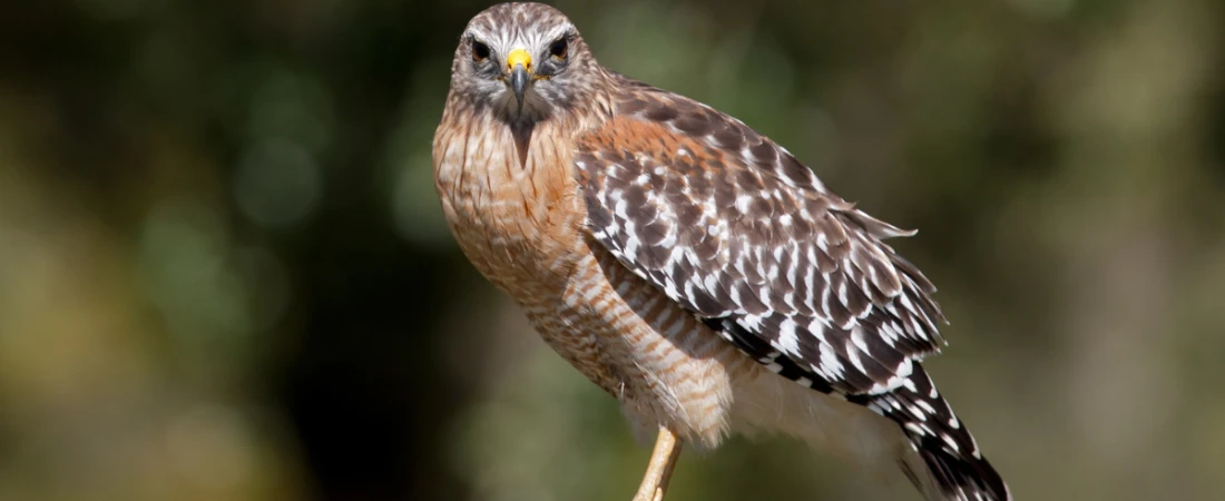 Birdwatching & Boardwalks: Nature Walks Around the Halifax River