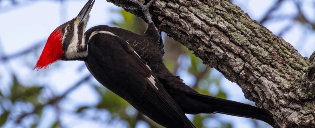 Birdwatching & Boardwalks: Nature Walks Around the Halifax River
