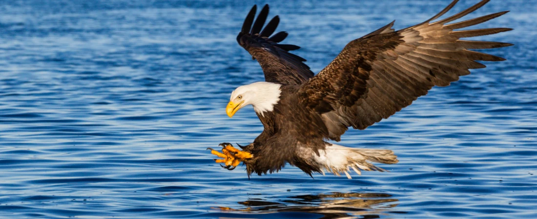 Birdwatching & Boardwalks: Nature Walks Around the Halifax River