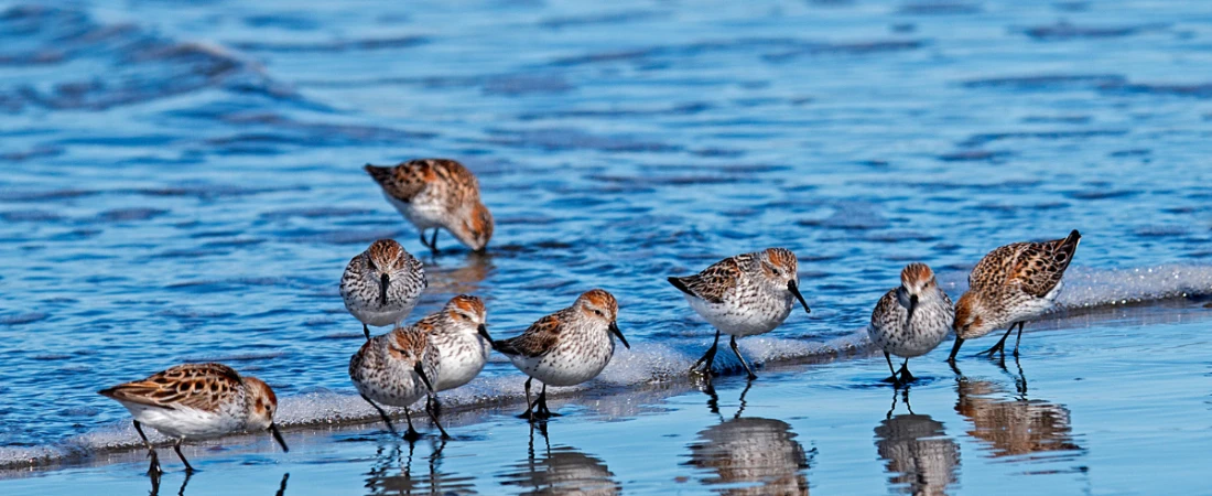 Birdwatching & Boardwalks: Nature Walks Around the Halifax River