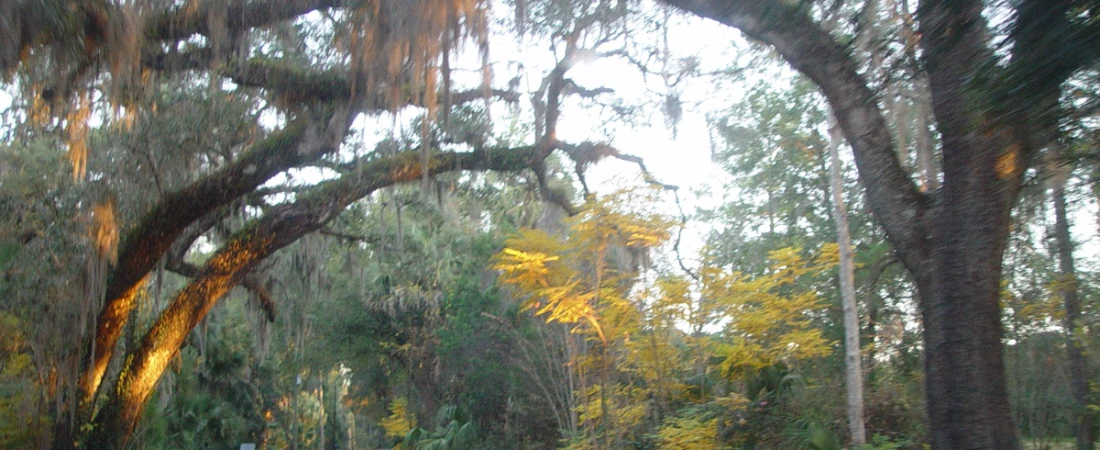 Perfect Day Trip to Ocala National Forest from Daytona Beach