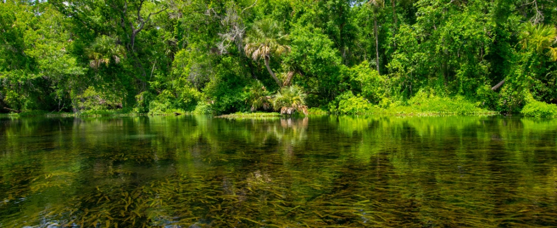 Perfect Day Trip to Ocala National Forest from Daytona Beach