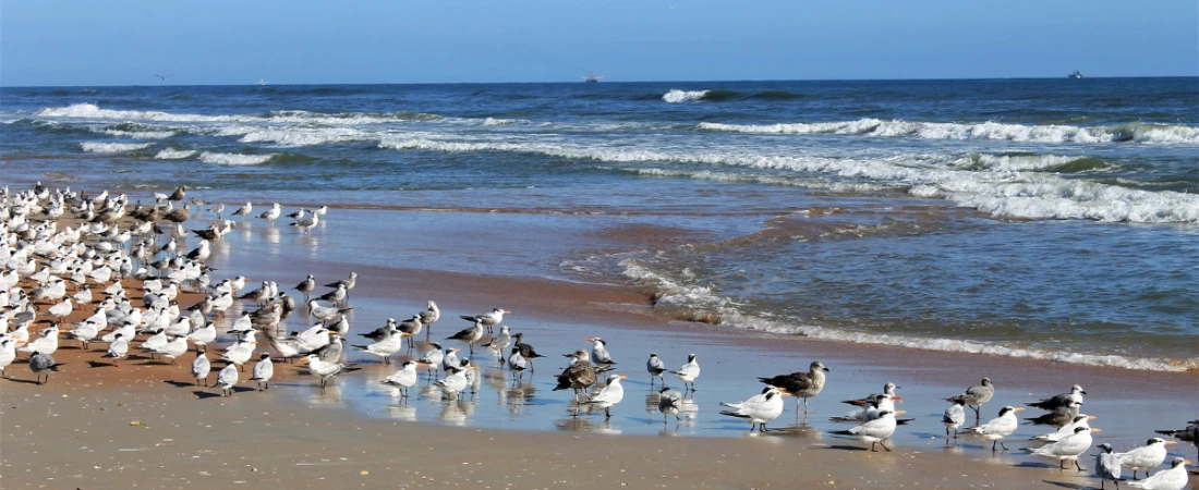 48 Hours in Ormond-by-the-Sea: Ocean Views, Quiet Shores & Local Gems