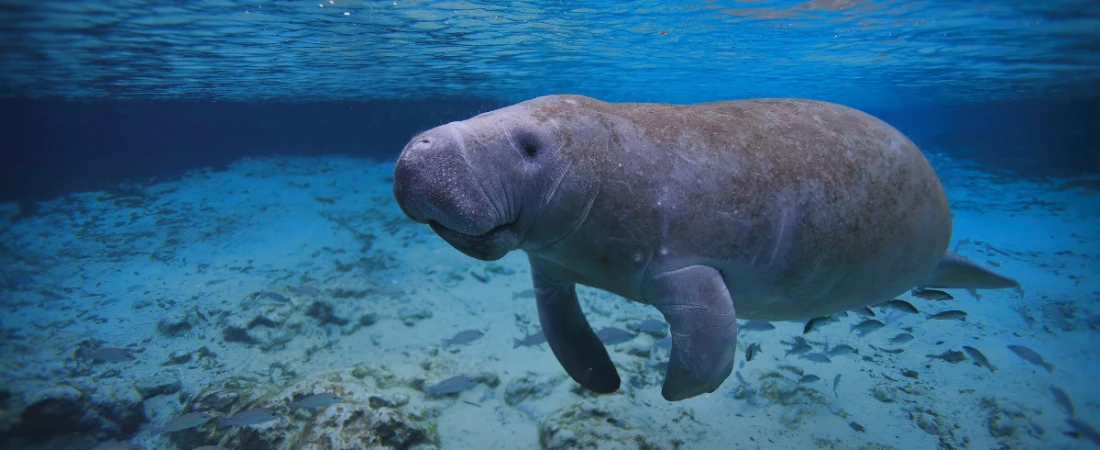 Manatee Island Park
