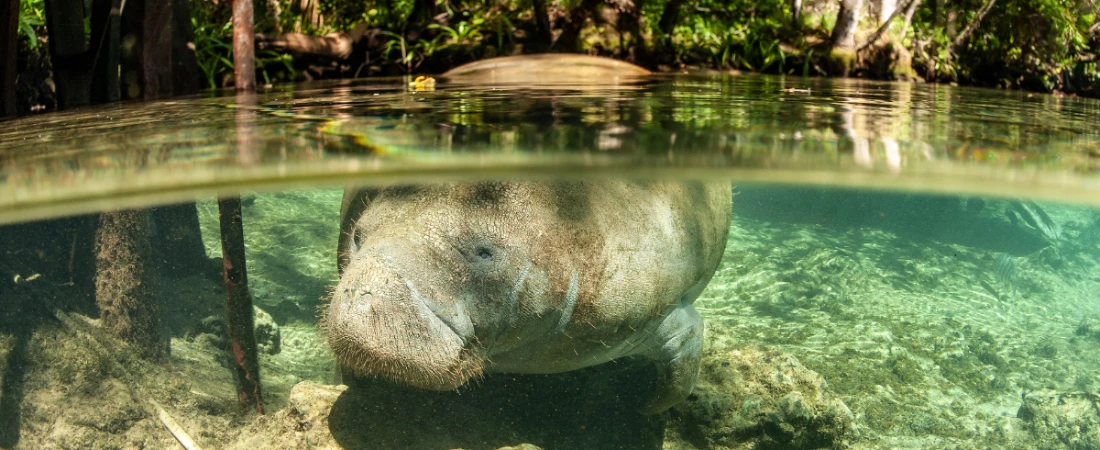 Manatee Island Park