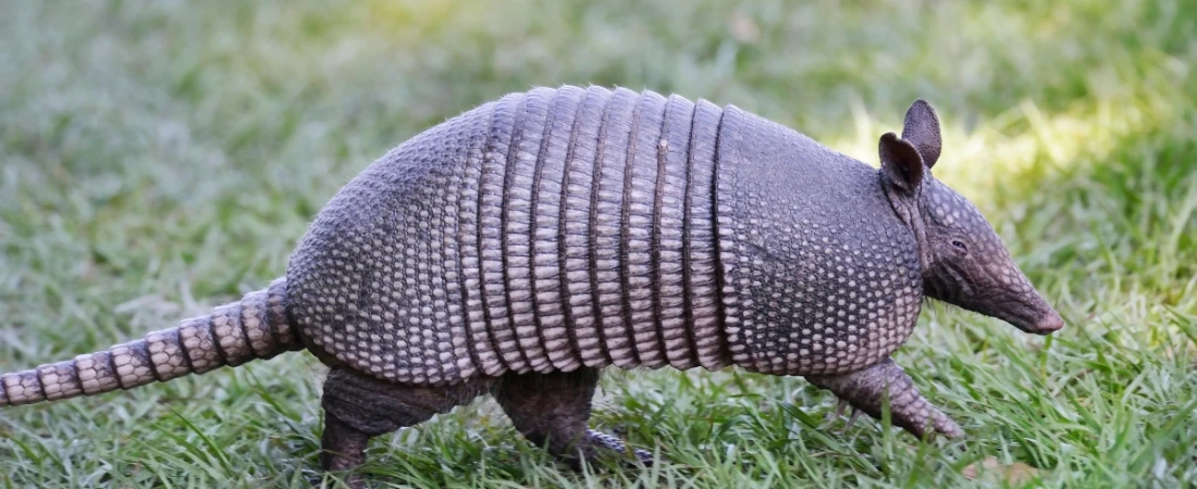 Thompson Creek Trail: Nature’s Secret Near Daytona Beach